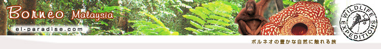EL NIDO�b�G���j�h